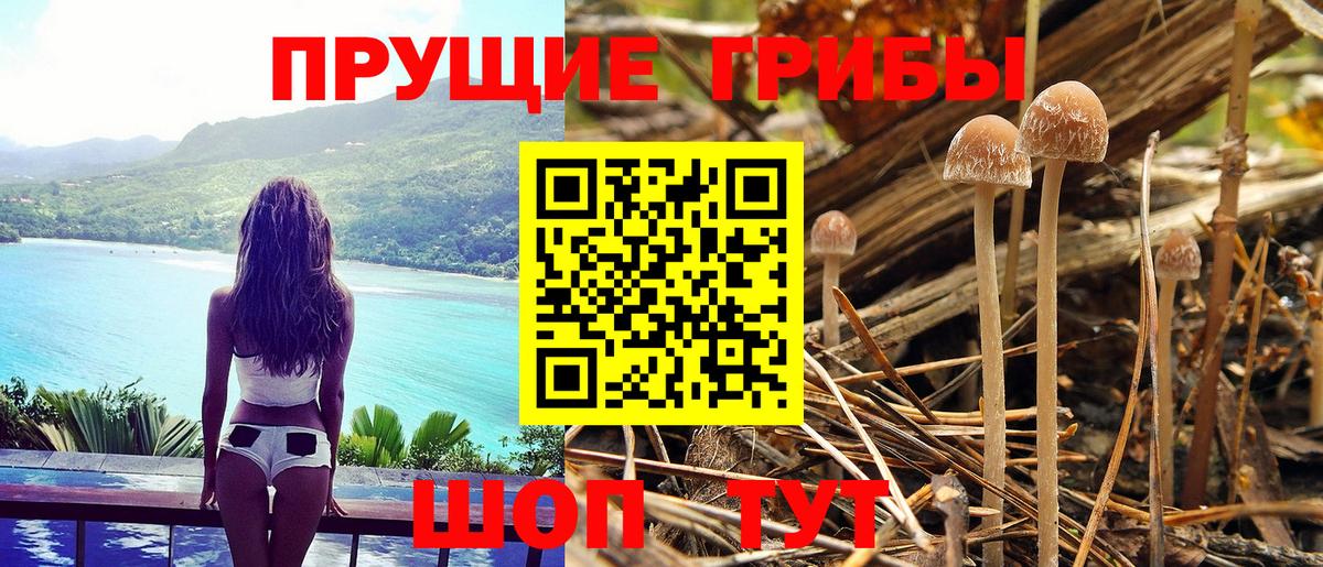 Псилоцибиновые грибы Cubensis Одинцово